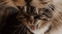 Catception