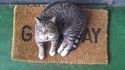 Un chat