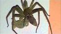 A hungry spider can eat even a lizard