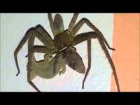 A hungry spider can eat even a lizard