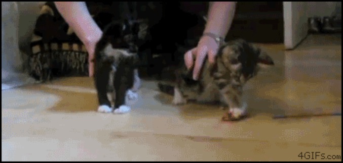 Des chaton trop migno....
