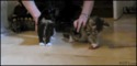 Des chaton trop migno....