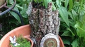 pots de fleur haut lvl