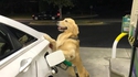 Chien serviable