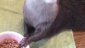 Une loutre qui se régale