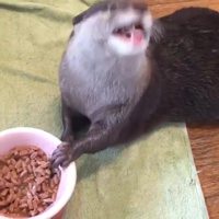 Une loutre qui se régale