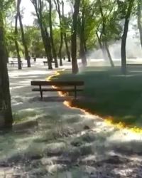 Ça a l’air d’une technique pour brûler le pollen.