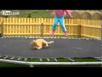 Faire du trampoline avec son chat