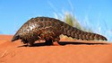 Pangolin : ma découverte mignonne