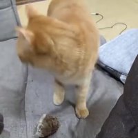 Chat très chien
