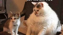 Gros chat