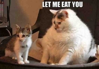 Gros chat