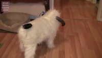 Wampug 