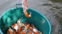 Méthode de pêche pour fainéant