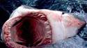 Coucou dit le requin