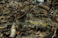 Camouflage lvl expert 