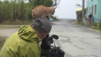 Un chaton roux assujettit un caméraman sans défense