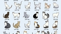 La charthiche des chats chiches