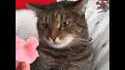 Les chats et les fleurs