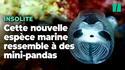 Squelettes de pandas (espèce découverte l'année dernière au Japon)