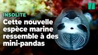 Squelettes de pandas (espèce découverte l'année dernière au Japon)