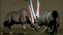 Combat de gazelles