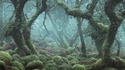 Une petite promenade dans les bois ?