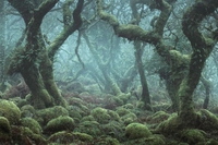 Une petite promenade dans les bois ?