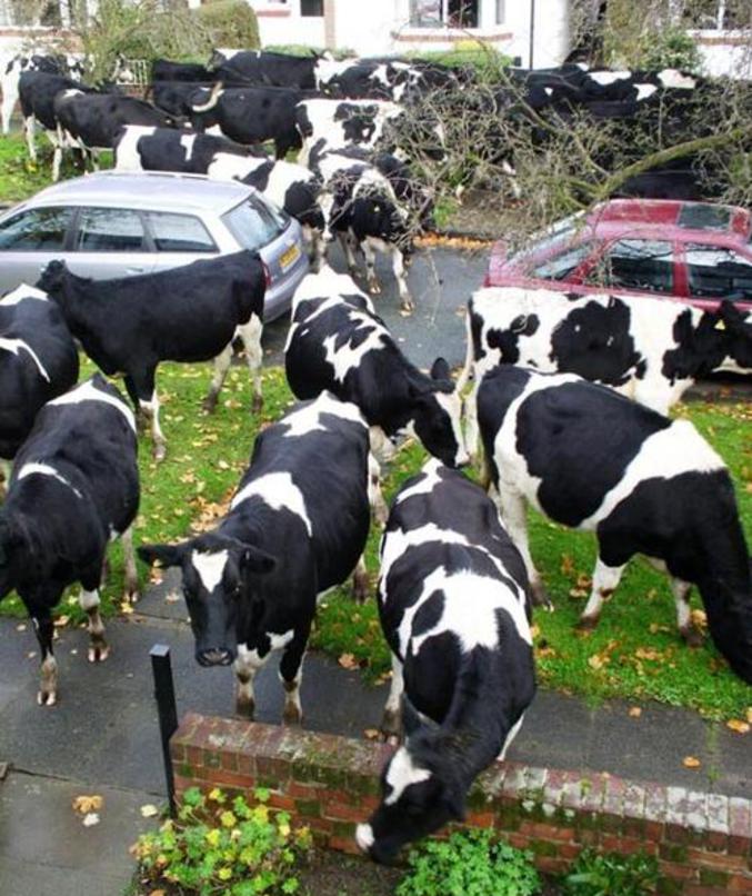 Des vaches envahissent la ville.