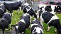 L'invasion des vaches