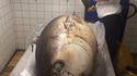 Pêche au gros