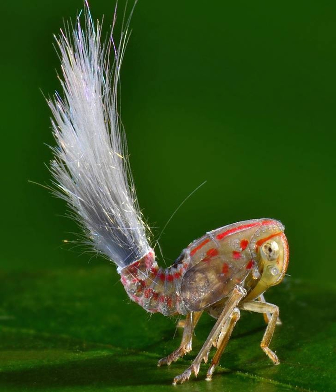 En 2012, lors d'une expédition entomologiste, un photographe prit ce cliché d'un insecte inconnu. 
L'insecte ne put être capturé et il n'a pas été revu depuis.
Il n'a pas été nommé, ni décrit à ce jour.