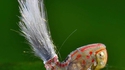 Insecte inconnu