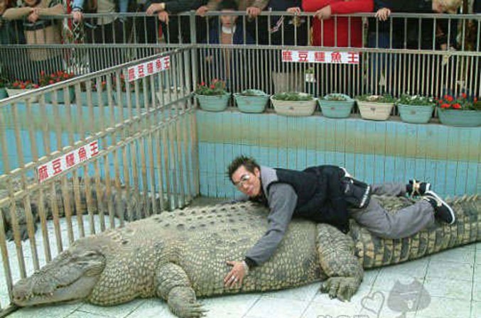 Un homme s'amuse sur le dos d'un énorme crocodile.