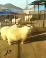 Ah salaud, tu m'as trompée avec Dolly ! Tiens, prends çà !