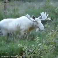 Un magnifique élan blanc