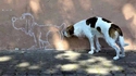 deux chiens