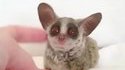 Un galago