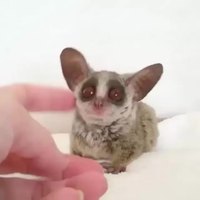Un galago
