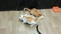 C*****d de chat