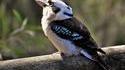 Aviez-vous déjà vu... un kookaburragneau ?
