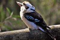 Aviez-vous déjà vu... un kookaburragneau ?