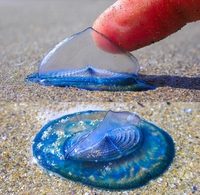 Velella velella