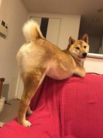 Chienne posant