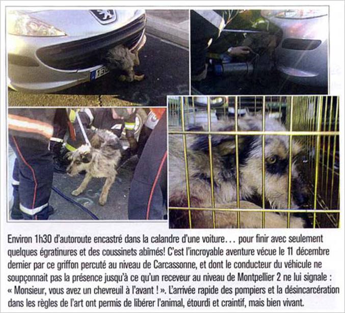 Un chien a survécu après s'être fait encastrer dans la calandre d'une voiture pendant plusieurs minutes