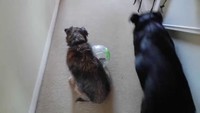 Protection canine