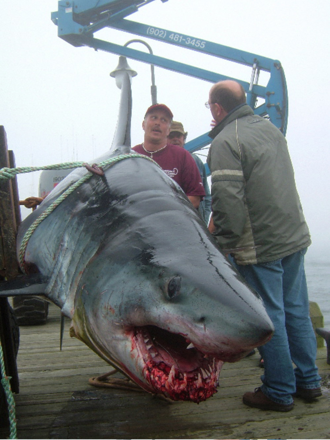 Un énorme requin pêché ! Vaut mieux pas nager à coté.