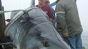 Record pêche au requin