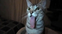 Langue au chat