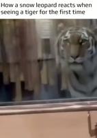 Que pourrais se dire ces deux félins